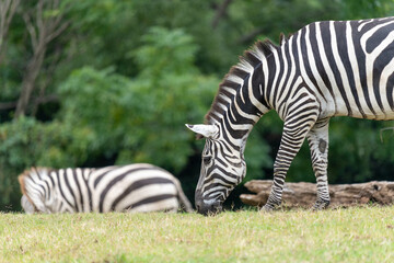 食事中の2頭のグラントシマウマ