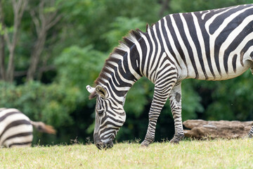 食事中のグラントシマウマ