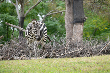 見つめるグラントシマウマ
