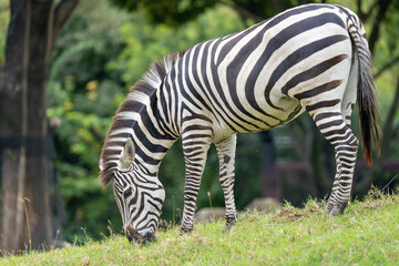 食事中のグラントシマウマ