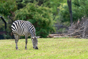 食事中のグラントシマウマ