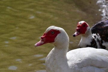 PATOS