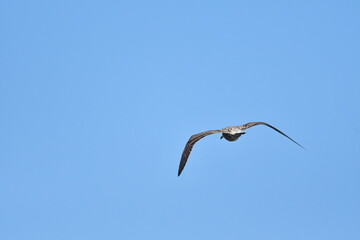 GAVIOTA PATIAMARILLA