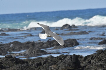 GAVIOTA PATIAMARILLA