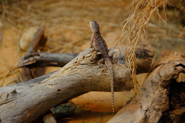 lizard on the tree