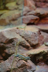 lizard on the rocks