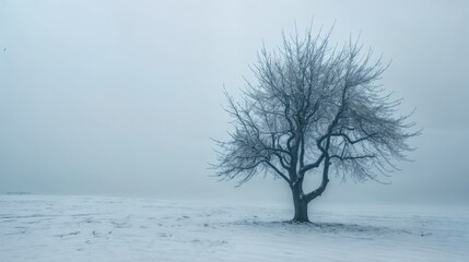 Fototapeta premium A single bare tree stands in a snowy, foggy landscape, evoking a sense of isolation and calm in the wintry setting..