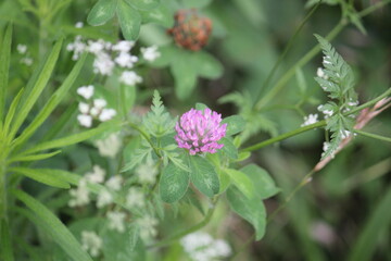 Image of blooming dogwoods and red clover on the Daecheongcheon Stream trail