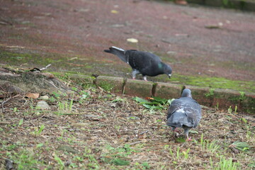 Image of pigeons looking for food on the Daecheongcheon trail