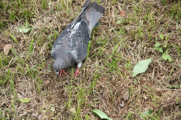 Image of pigeons looking for food on the Daecheongcheon trail