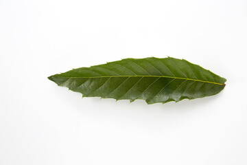 Fototapeta premium 栗の葉_日本料理に使うつまもの(かざり）
