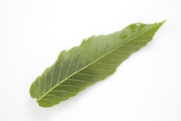 Obraz premium 栗の葉_日本料理に使うつまもの(かざり）