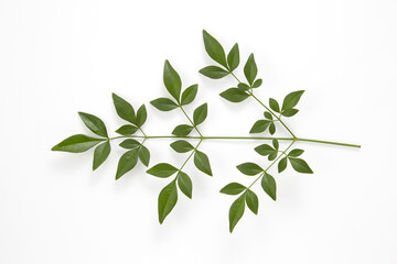 南天_日本料理に使うつまもの(かざり)