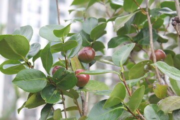 Image of camellia trees blooming on the Daecheongcheon trail