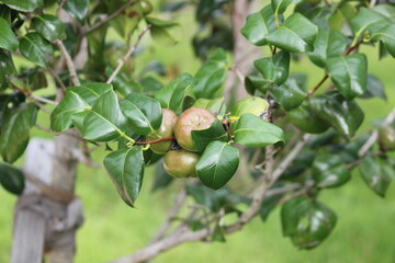 Image of camellia trees blooming on the Daecheongcheon trail