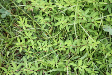 Image of knotweed blooming on the Daecheongcheon trail