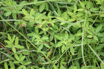 Image of knotweed blooming on the Daecheongcheon trail