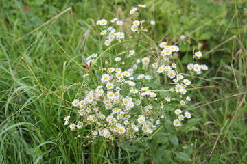 Image of blooming dogwoods on the Daecheongcheon Stream trail