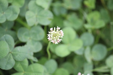 Image of rabbit grass blooming on the Daecheongcheon trail