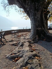  maple tree on the beach in Tremezzo