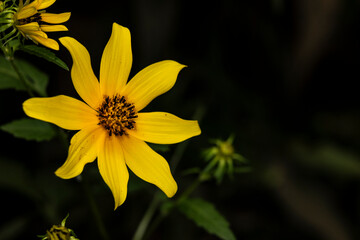 macro tall coreopsis also known as tall tickseed, flower head with vibrant yellow petals and a dark center on a dark background with copy space. 