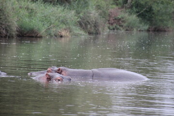 Fototapeta premium Hippo in water