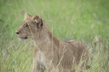 Lion Cub