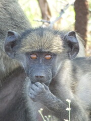 Baby Baboon 