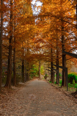 path in autumn forest