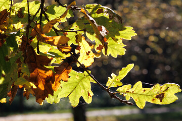 maple leaves, herbst, blatt, baum, blatt, fall, ahorn, natur, gelb, 