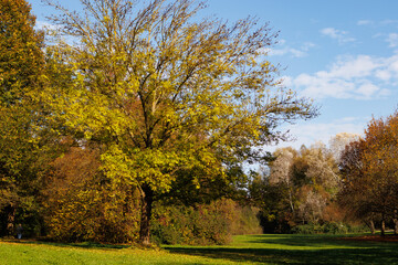 autumn in the parkherbst, baum, natur, landschaft, fall, park, baum,  