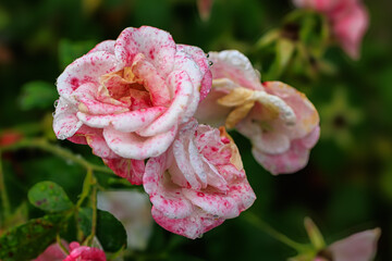 pink rose in garden aufblühen, blume, schönheit, flora, blütenblätter, 