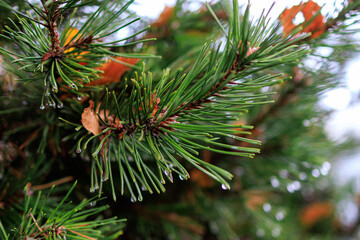 christmas tree branches baum, ast, -tannen, föhre, weihnachten, fichte, natur