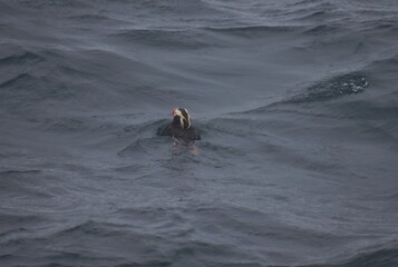 Fototapeta premium Tufted puffin pacific swim