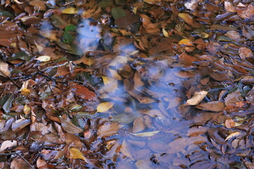 autumn leaves on the water