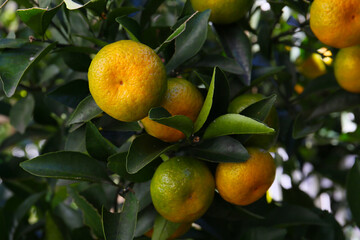 ripen yellow mandarin orange, botanical background