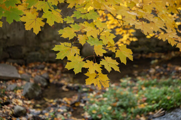 Autumn maple leaves against colorful blurry autumn background. High quality photo