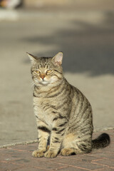 Gray striped Cat with extended tail walking on the street old town Budva, Montenegro. High quality photo