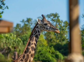 portrait of a giraffe