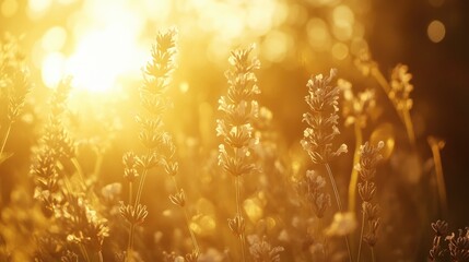 Lavender flowers swaying in the breeze under golden sunlight, creating a calming and serene atmosphere