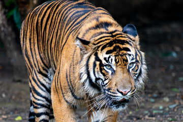 暗闇から歩いてくるスマトラトラ