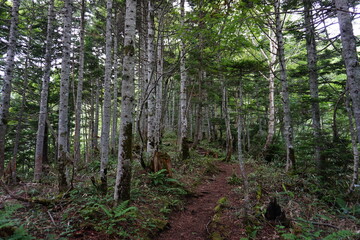 Obraz premium 山の中の自然風景