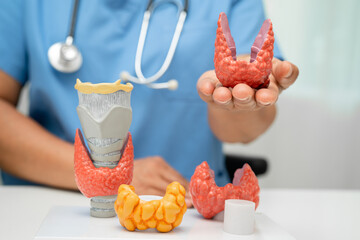 Hyperthyroidism, Overactive Thyroid, Thyroid Lymphoma, Asian doctor with thyroid gland human anatomy model in hospital.