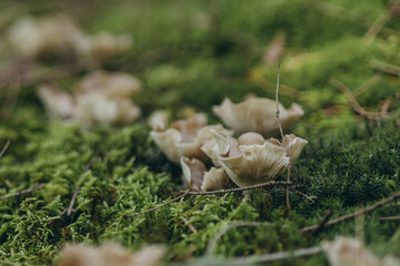 Boletus mushrooms growing in green moss covered forest.