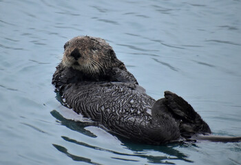 Fototapeta premium Sleepy Seward Sea Otter