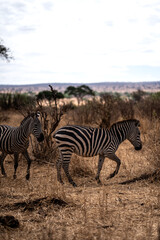 Zebras walking in Africa