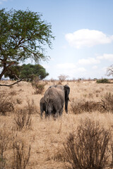 Fototapeta premium Elephant with calf in Africa