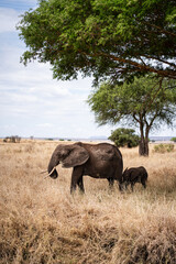 Fototapeta premium Elephant with calf in Africa