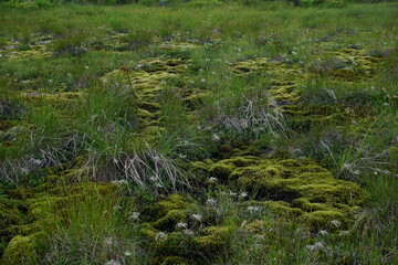 山の中の湿原地帯