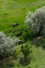 Landscape With Horses in Georgia